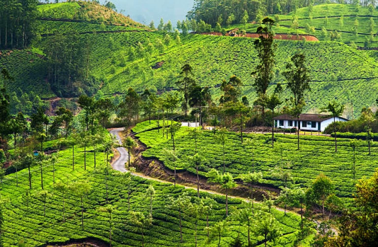 Idyllic view to tea plantation hills in Kerala 