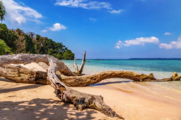 Scenic Jolly Buoy island sea beach with view of fallen tree trunk and seascape at Andaman India.