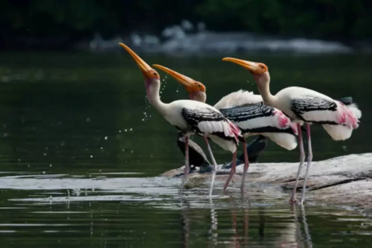 Bird Watching at Ousteri Lake Pondicherry