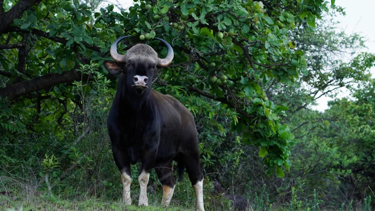 Tadoba National Park, Maharashtra