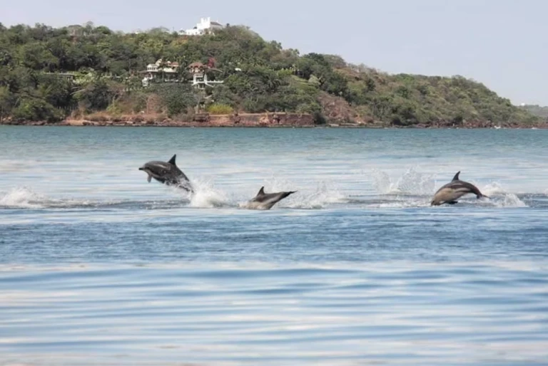 Dolphin Spotting in Gokarna