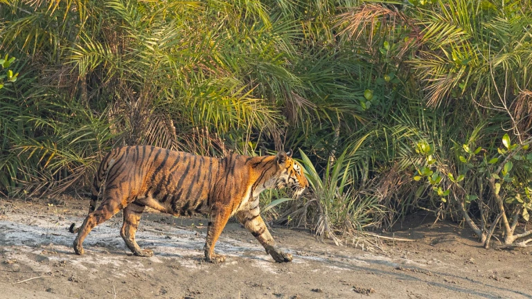 Sundarbans, West Bengal 