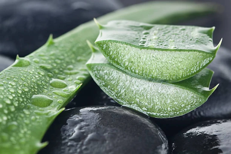 Aloe vera on dark background 