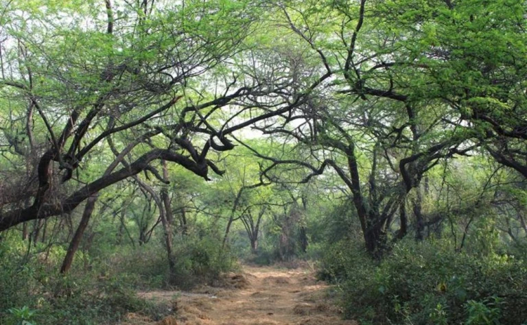 Forest Reserve Delhi