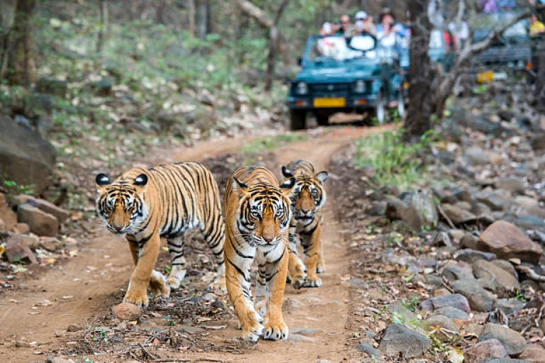 Three bengal tigers in front of tourist car in Ranthambore National Park