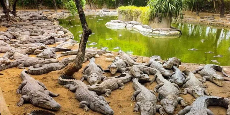 Crocodile Cove, Chennai 