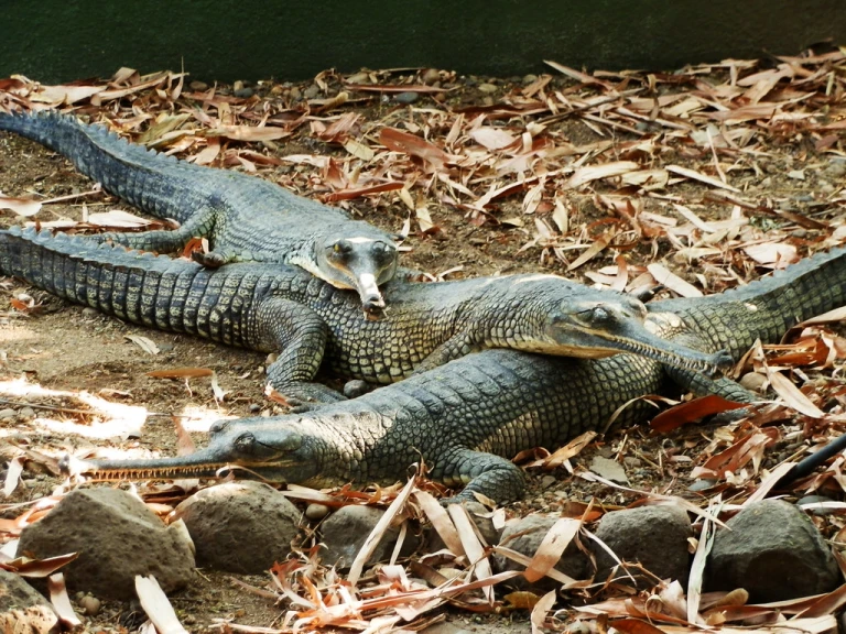 Katraj Snake Park &amp; Zoo Pune 