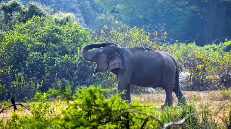 Nehru Zoological Park