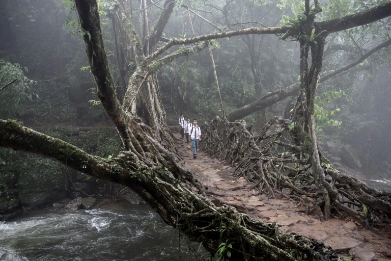 Living Root Bridges, Meghalaya