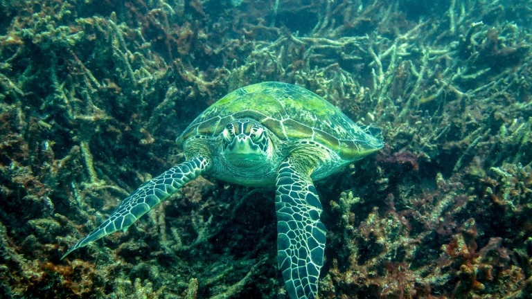 The Great Barrier Reef, Australia