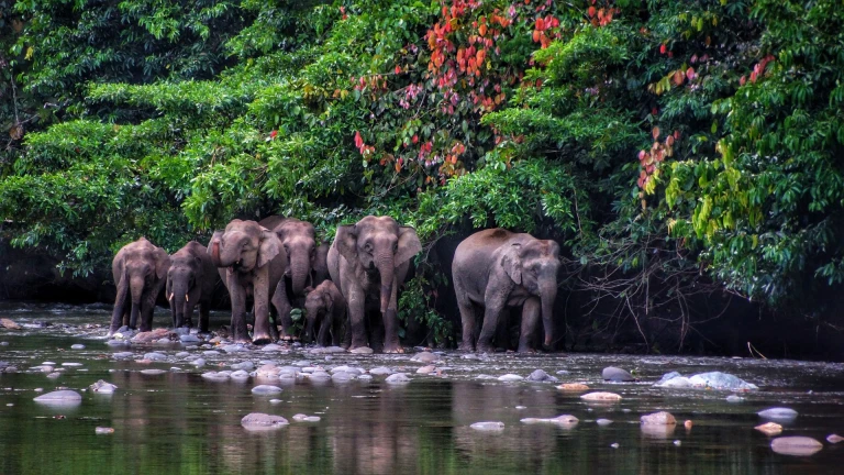 Borneo, Southeast Asia