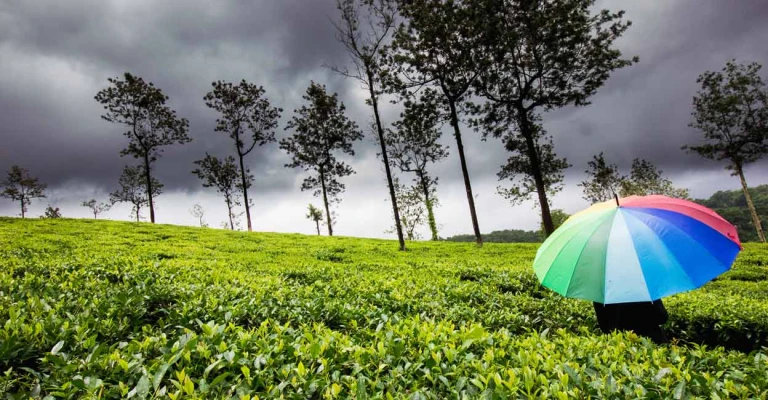 Munnar, Kerala in Monsoon