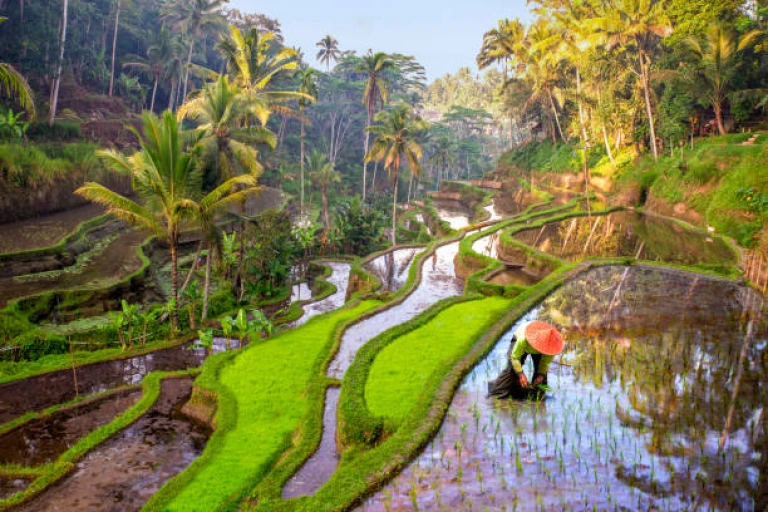 Rice field workers in Bali, Indonesia