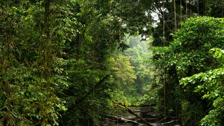 Borneo, Indonesia 