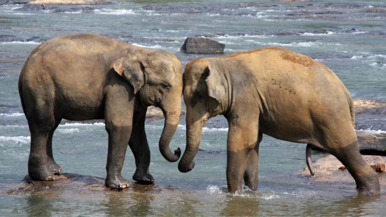 Elephants in Sri Lanka