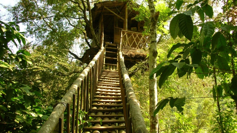 Treehouse in Wayanad