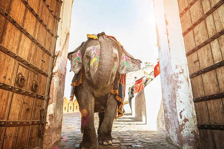 Indian Elephant Walking Through Amber Palace Entrance Jaipur
