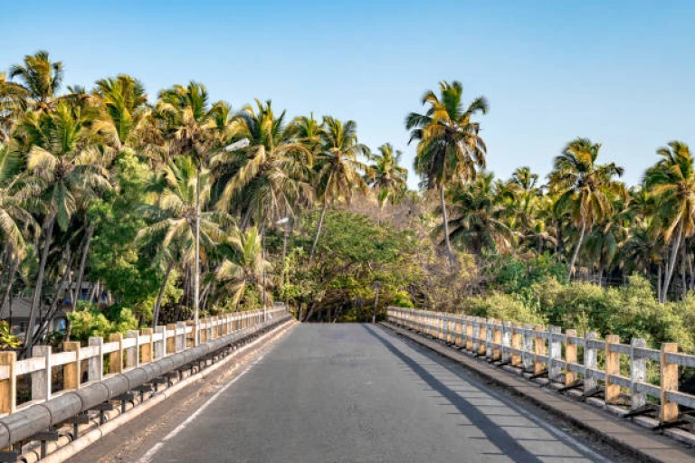 Beautiful photo of road bridge with colored guard rails on both side, lots of palm trees, while travelling by road