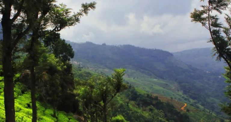 Panorama of lush green nilgiri mountain foothills and terrace field, tea garden of coonoor near ooty hill station in tamilnadu