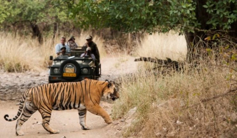 Kanha madhya pradesh adventure