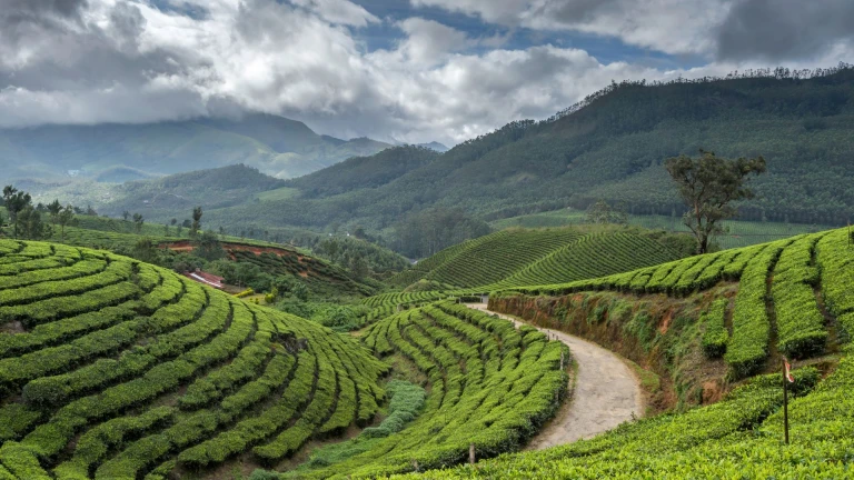 Munnar, Kerala