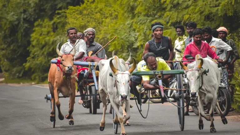 Bullock Cart