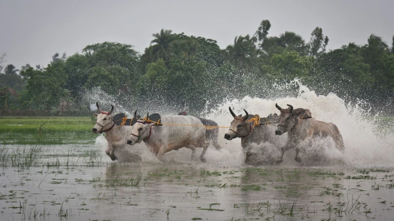 Jallikattu 