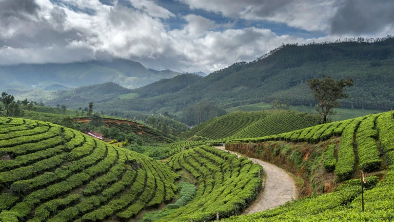 Munnar, Kerala