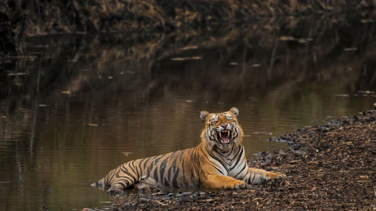 Tadoba Andhari Tiger Reserve, Maharashtra