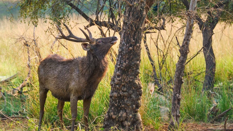  Ranthambore National Park, Rajasthan 