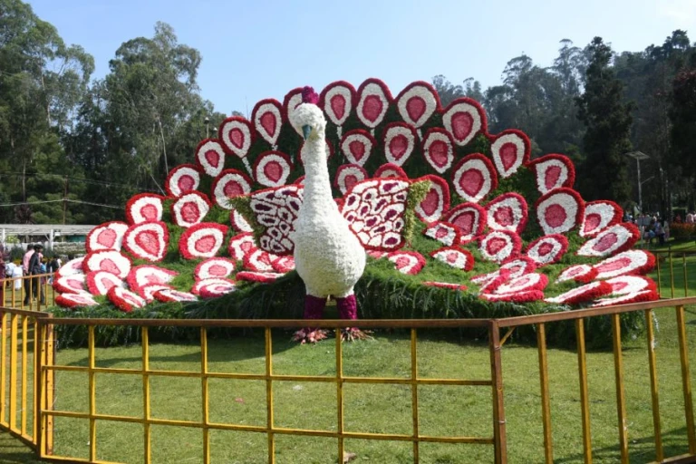 Peacock at Ooty&#039;s 126th Flower Show