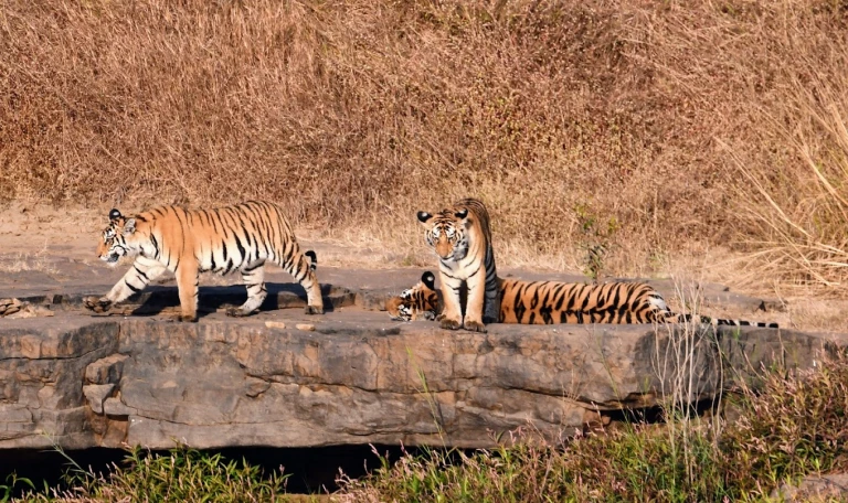 Panna National Park