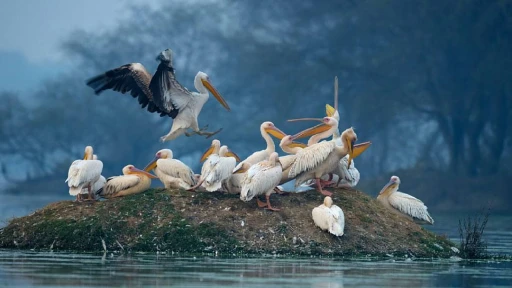 image for article Bharatpur National Park: Your Complete Travel Guide