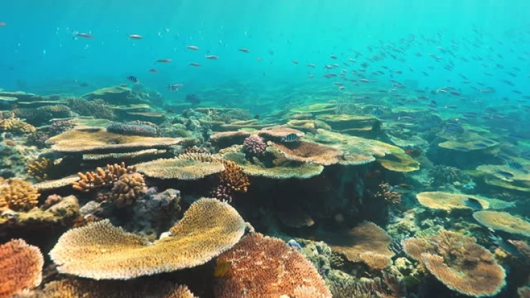 Great Barrier Reef, Australia