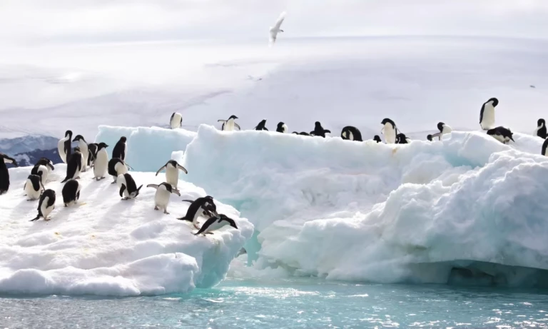 Visit Antarctica