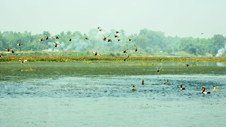 Okhla Bird Sanctuary, Noida 