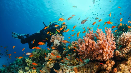 image for article Top 15 Scuba Diving Spots in the World