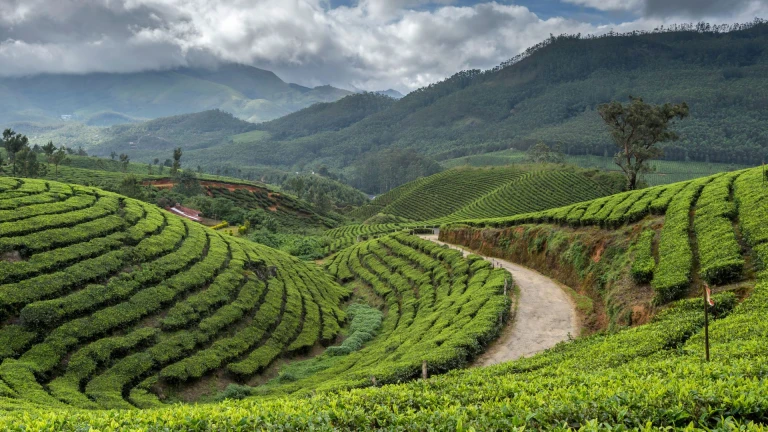 Tata Tea Plantations, Munnar, Kerala