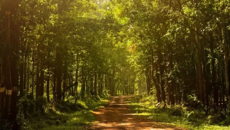 Simlipal National Park Odisha