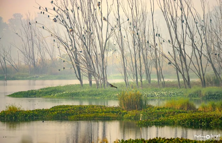 Bhindawas Bird Sanctuary Delhi