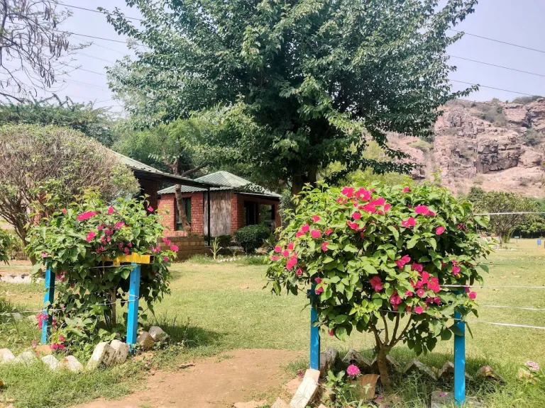 Camp Wild Dhauj