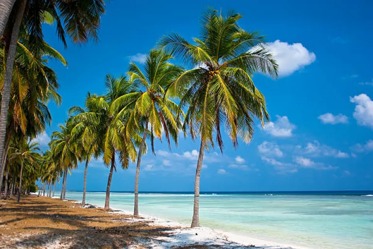 Palm trees hanging over a sandy white beach of Lakshadweep