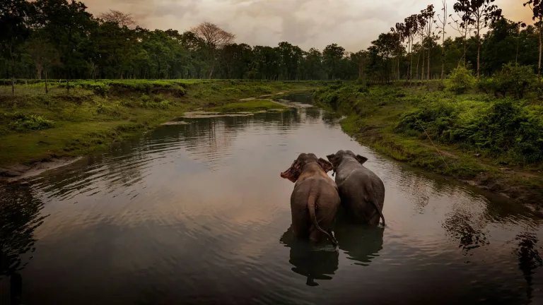 Manas National Park, Assam