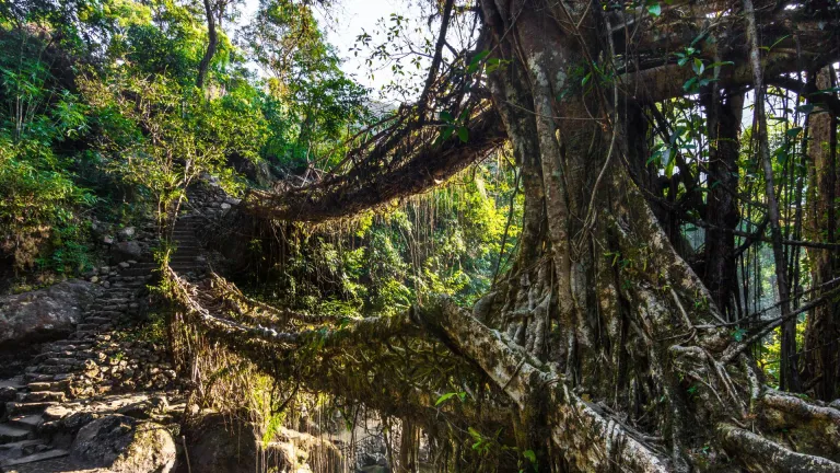  Living root bridge, Meghalaya