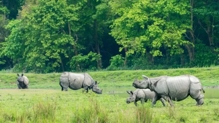 Kaziranga National Park, Guwahati 