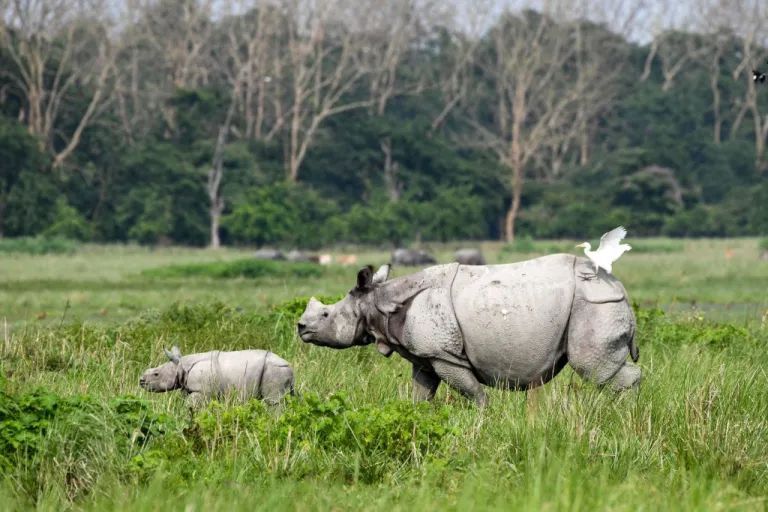 Pobitora Wildlife Sanctuary