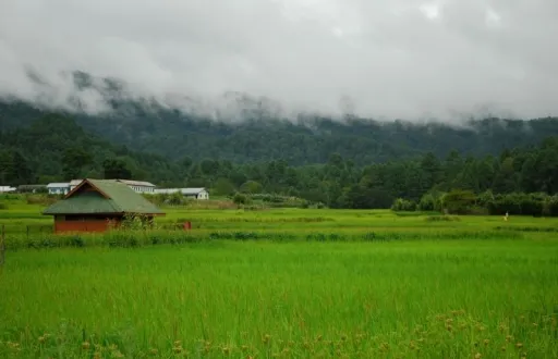 Travel Guide to Ziro, Arunachal Pradesh: Places to visit and more! 2024